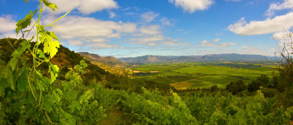 Viña